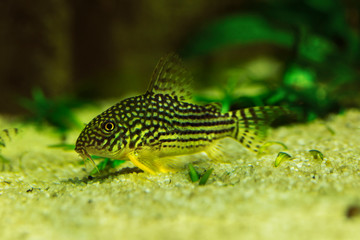 Sterba's corydoras (Corydoras sterbaii).