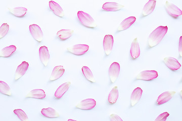Pink lotus petals on white.