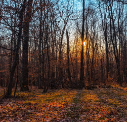 Spring sunset in forest