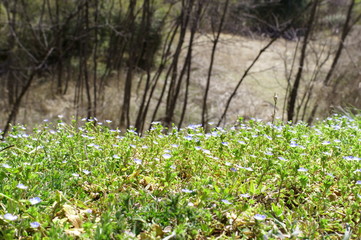 Fototapeta premium Persian speedwell, Bird's-eye