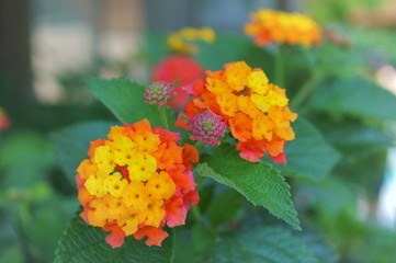 Lantana flower gaeden