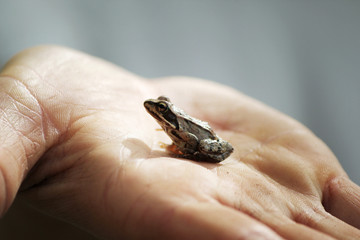 Froschwanderung 2
