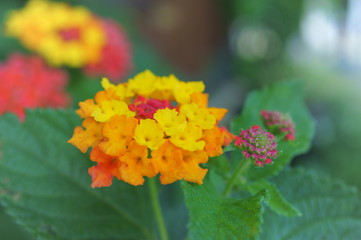 Lantana flower gaeden