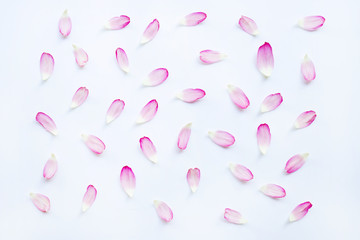 Pink lotus petals on white.