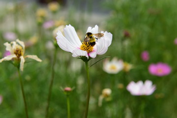 Obraz premium Beautiful Chrysanthemum Plants