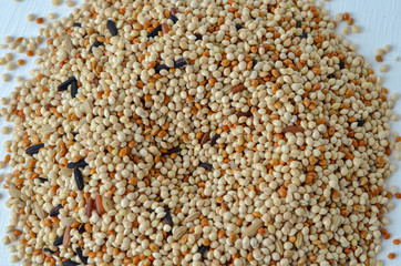 bird seed