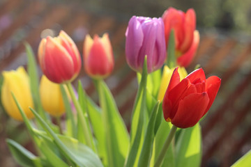 colorful tulips in the garden