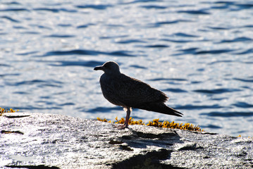 Silhouetted Seagull on a Beautiful Rocky Shore Line in Maine, USA	