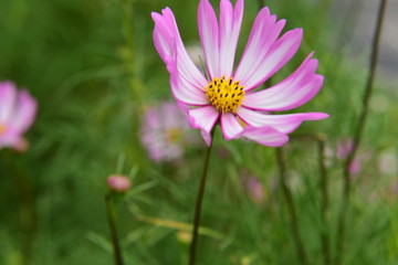 Beautiful Chrysanthemum Plants