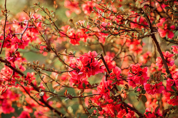 Spring flowers. Flowering bush. bush branches with pink flowers