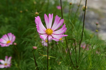 Obraz premium Beautiful Chrysanthemum Plants