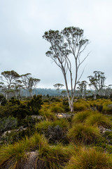 Eucalyptus at Shadow Lake track. St. Clair national park. Tasmania