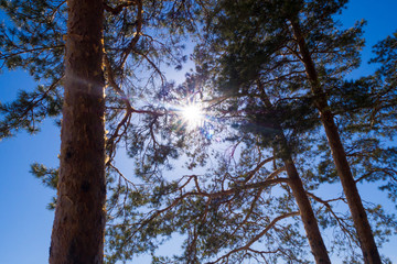 Sun rays shining bright through pine tree trunks and branches, blue sky as a background, backlit