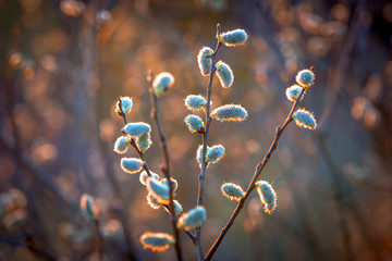 willow branch with fluffy buds © Pavlo Klymenko