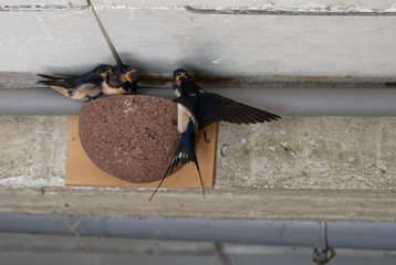Hirondelles rustiques, nourrissage © Patrick
