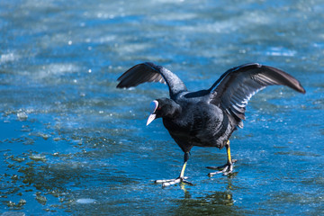 The Eurasian coot resting on the ice of city spring pond or lake in the sunny day