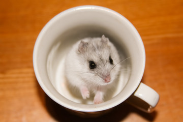 Fototapeta na wymiar a small hamster, close-up