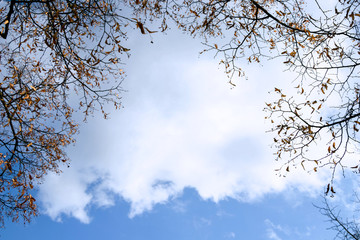 Background of blue sky and white clouds with brances of tree. 