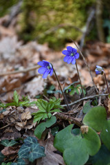 Blue Anemones, early springtime sign