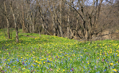 Obraz premium wild flowers on spring meadow