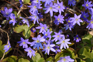 Beautiful group Blue Anemones