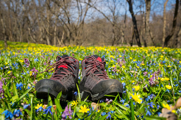 tourist boots on flower meadow in spring forest