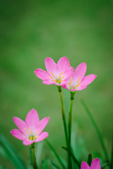 Fototapeta premium purple rain lily flower