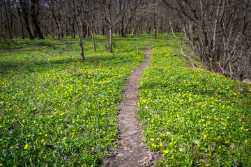 Fototapeta na wymiar pathway across meadow in forest