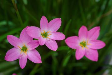 purple rain lily flower