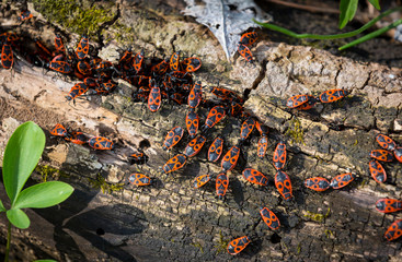 group of red wood bugs