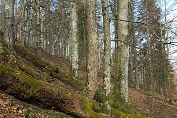The unique natural mountain forests of the Carpathians of the Beech (Fagus sylvatica) and the sycamore maple (Acer pseudoplatanus), the view from the middle