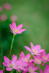 purple rain lily flower