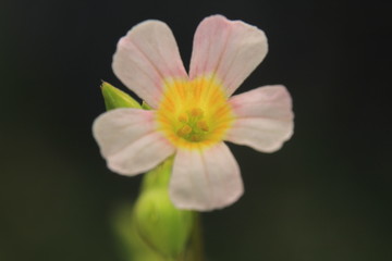 flower sweet asian borneo