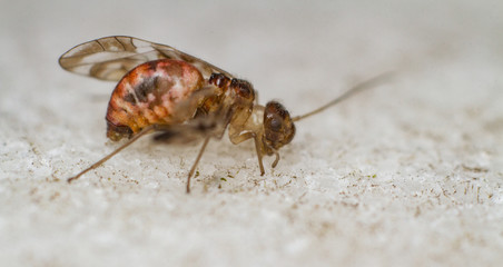 Graphopscosus cruciatus barkfly
