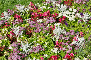 Flowerbed with colorful garden flowers