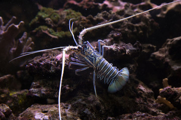 Painted rock lobster, common rock lobster, bamboo lobster,  blue spiny lobster (Panulirus...