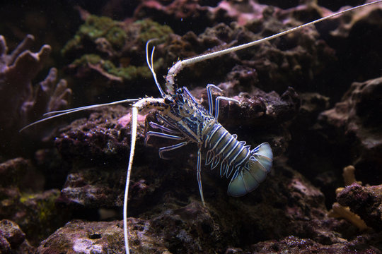 Painted rock lobster, common rock lobster, bamboo lobster,  blue spiny lobster (Panulirus versicolor).