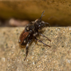 Melecta albifrons cuckoo bee