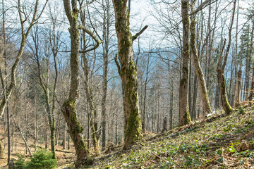 The unique natural mountain forests of the Carpathians of the Beech (Fagus sylvatica) and the sycamore maple (Acer pseudoplatanus), the view from the middle