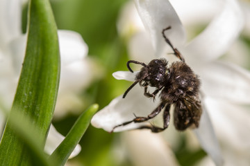 Melecta albifrons cuckoo bee