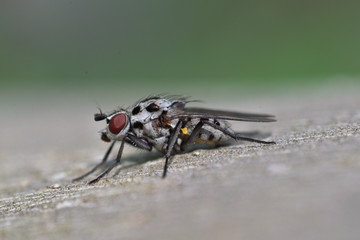 Fly