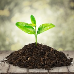A newly planted plant