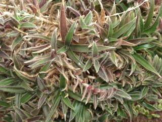 herbe grasse