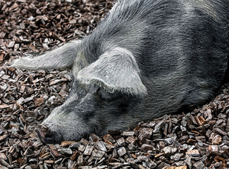 Portrait of domestic pig sleeping on the splitters in its enclosure