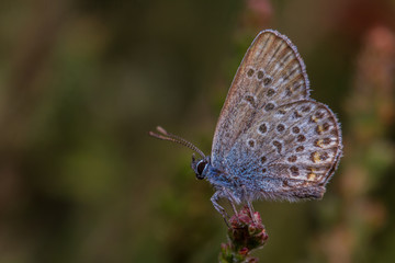 Fototapeta na wymiar Silver-Studded blue (Plebejus argus) - male