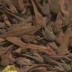 Freshly hatched tadpoles
