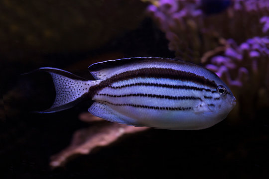  Blackstriped angelfish, Lamarck's angelfish (Genicanthus lamarck).