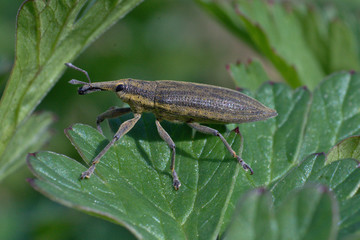 Weevil