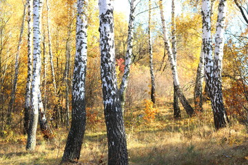 beautiful scene with birches in  in october among other birches in birch grove