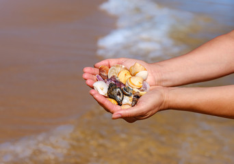 Hands holding sea shells